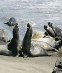 pic for Elephant Seals